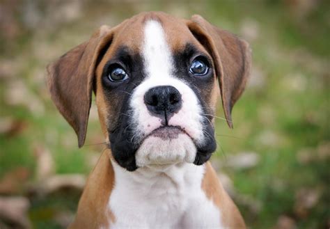 boxer puppies for sale grand junction co|Boxers for Sale in Grand Junction, CO .